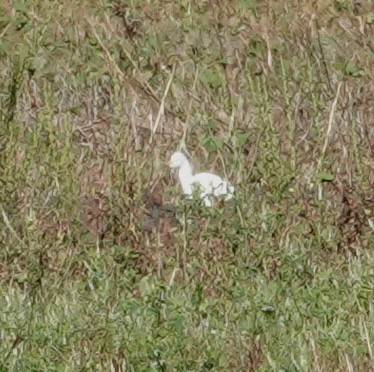 Western Cattle-Egret - ML643997899