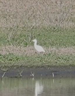 Western Cattle-Egret - ML643997900