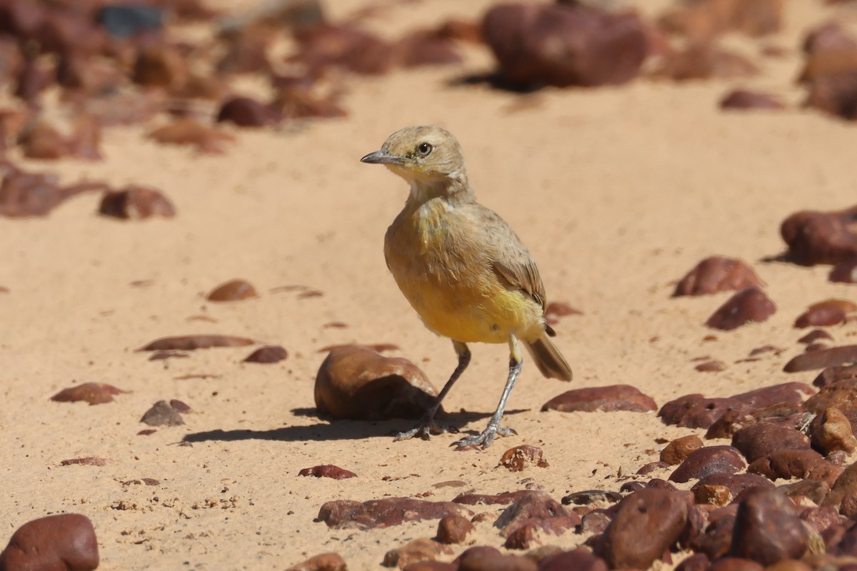 Gibberbird - ML643997908