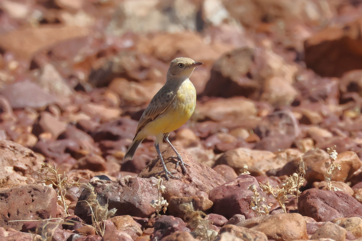 Gibberbird - ML643997909