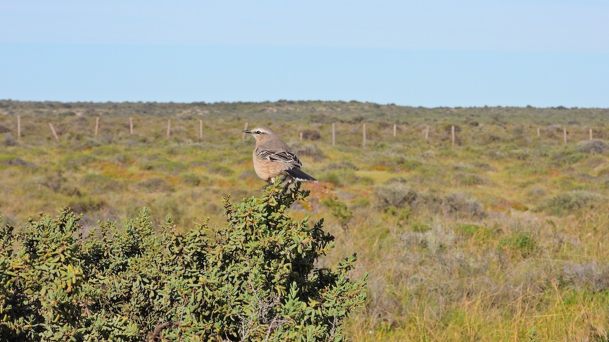 Patagonya Taklitçisi - ML643997919