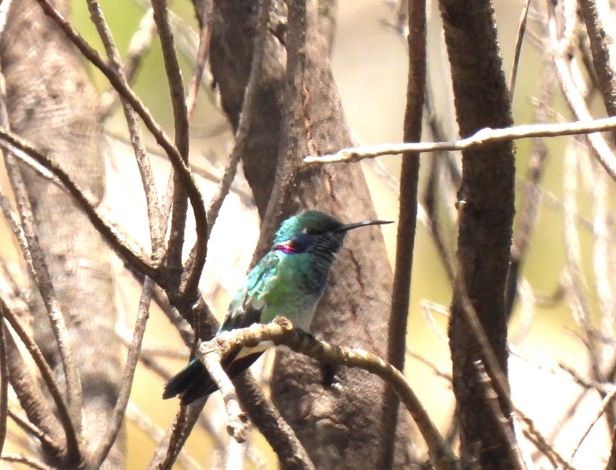 White-vented Violetear - ML643997920
