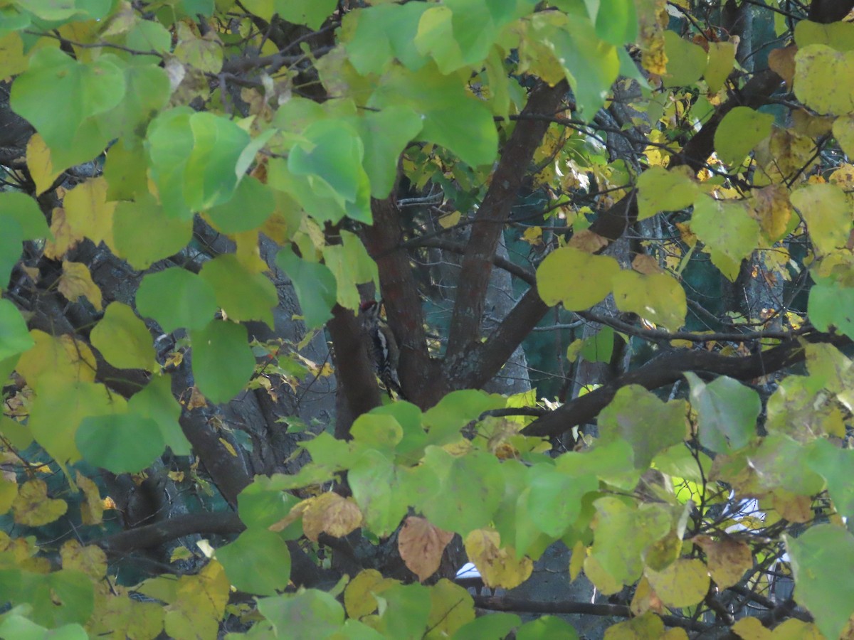 Yellow-bellied Sapsucker - ML643997938