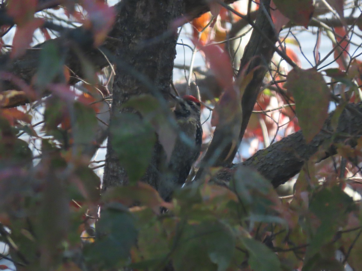 Yellow-bellied Sapsucker - ML643997939