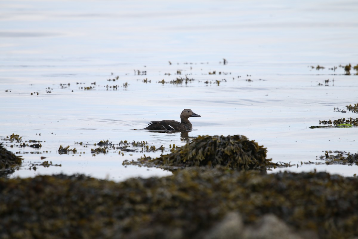 stellerand - ML643997946