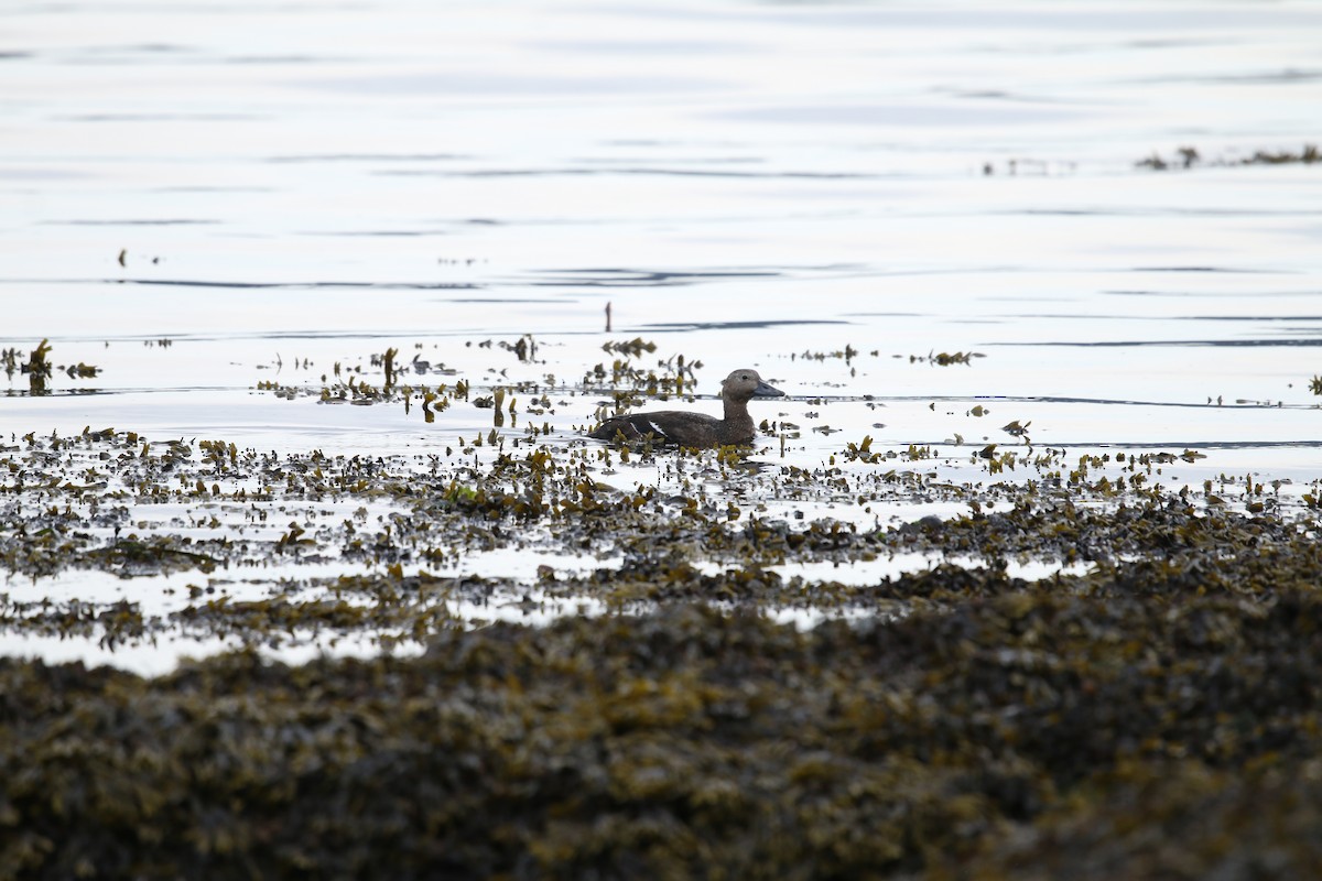 stellerand - ML643997947