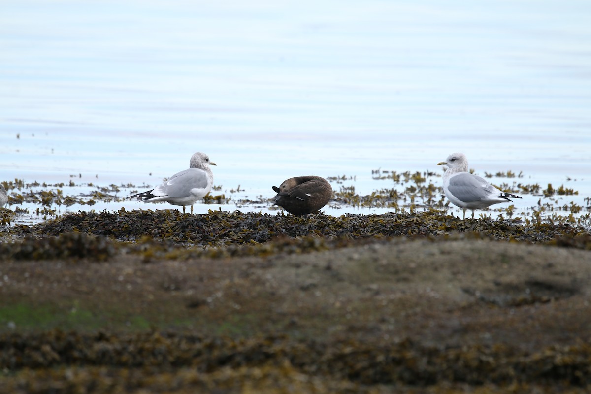 stellerand - ML643997948