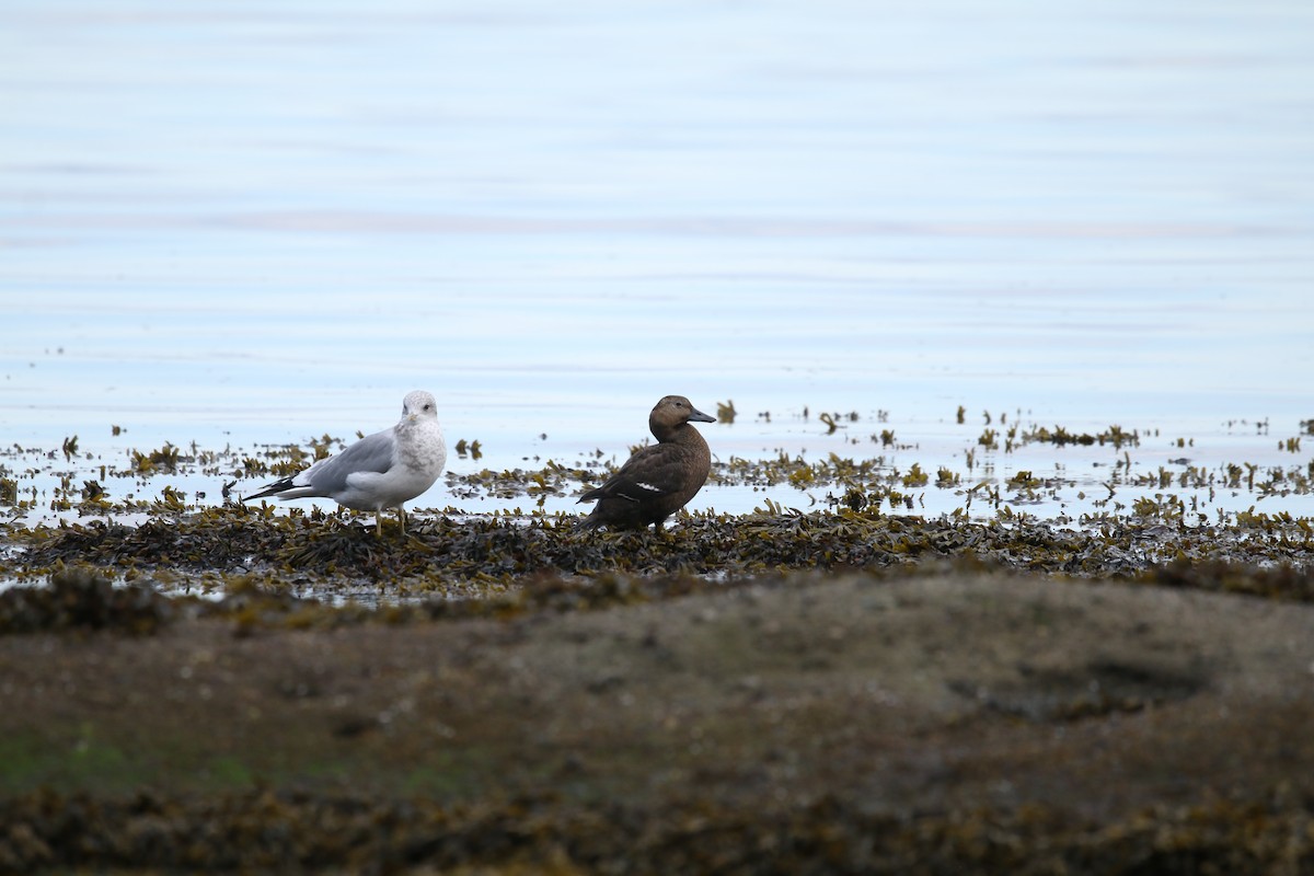 stellerand - ML643997949