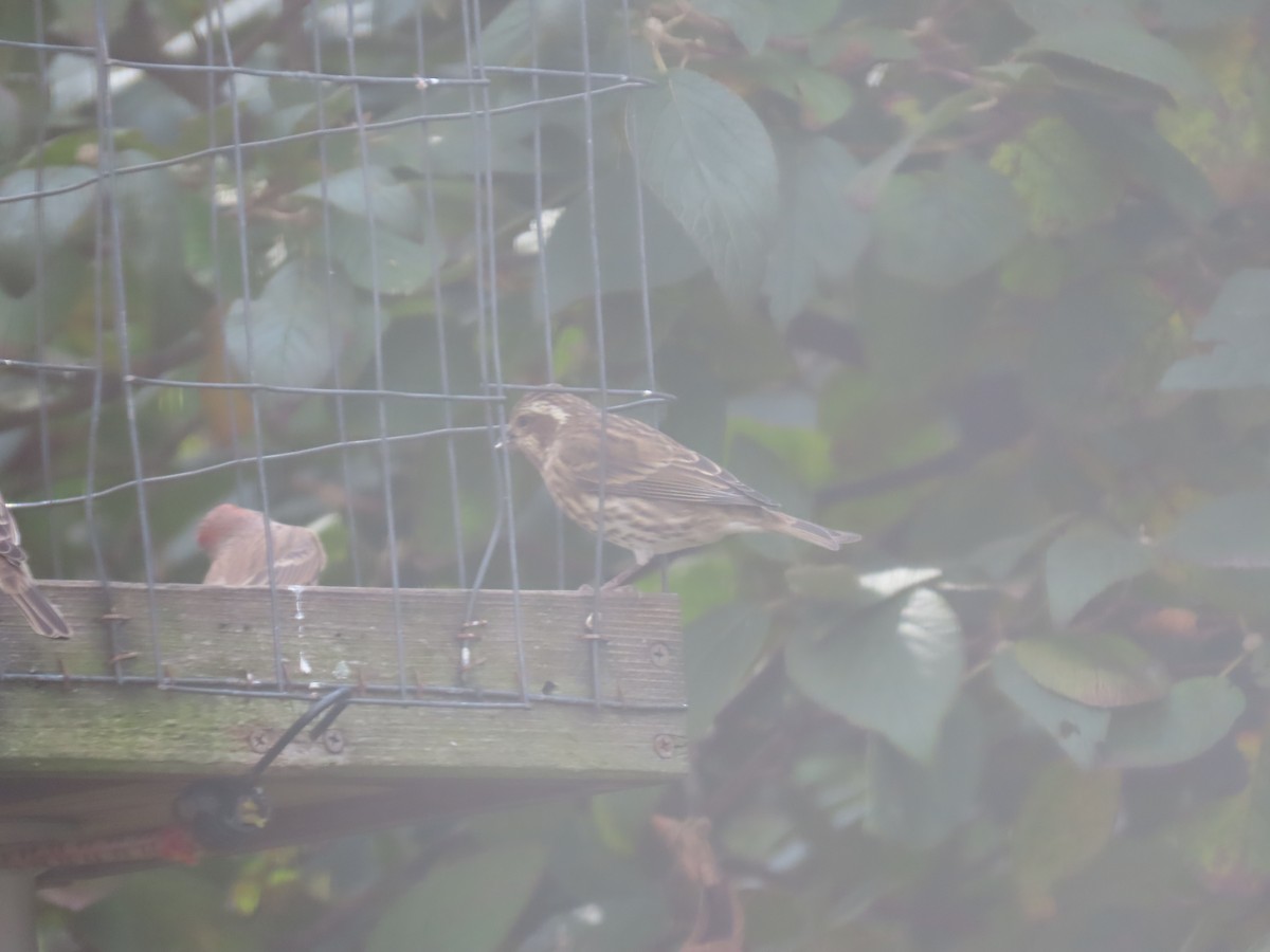 Purple Finch - ML643997957
