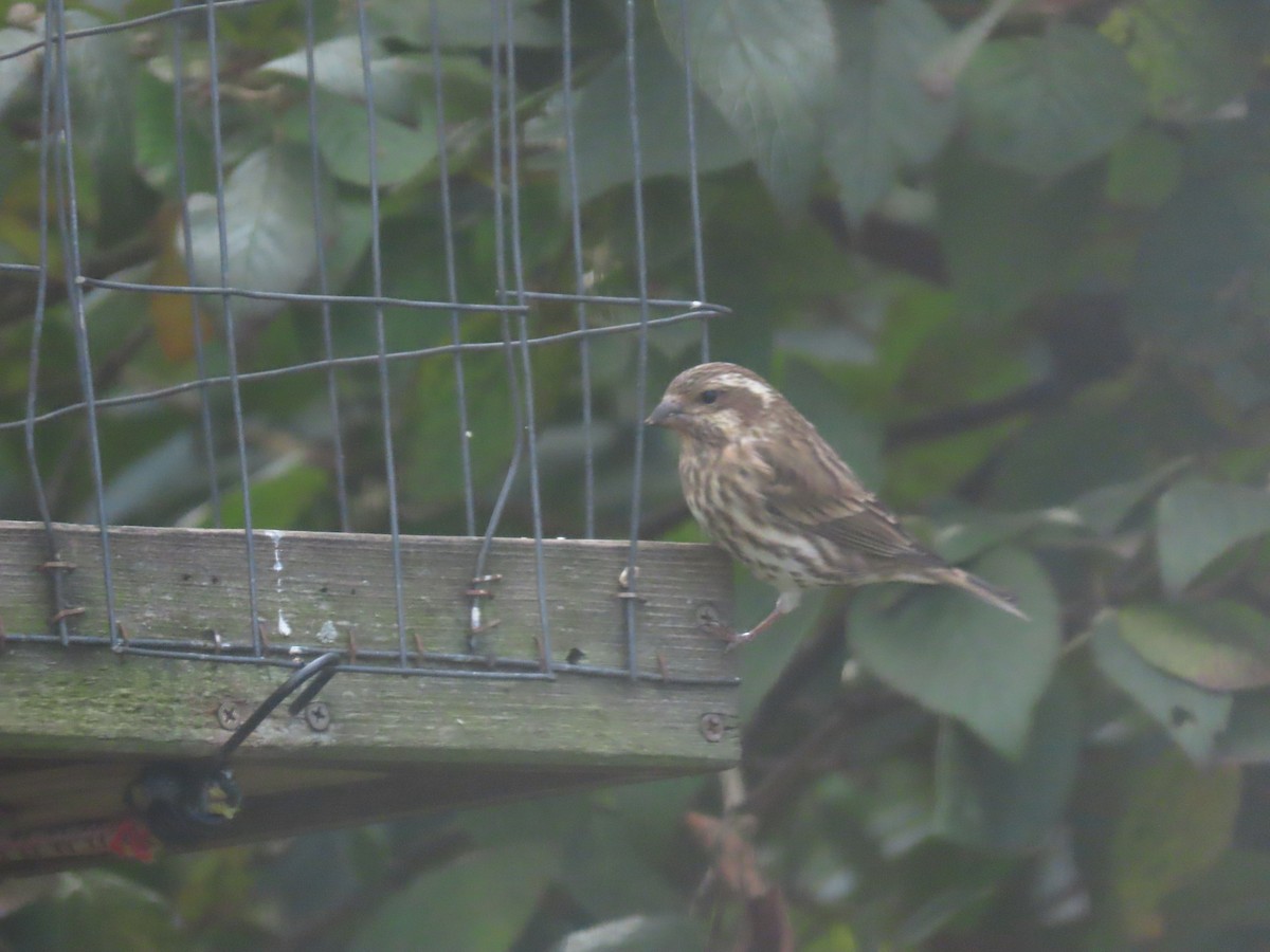 Purple Finch - ML643997958