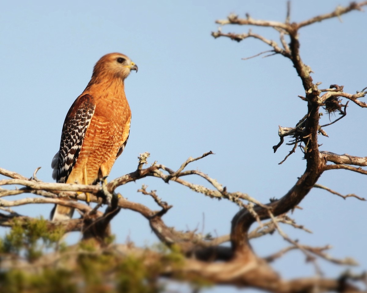 Red-shouldered Hawk - ML643998028