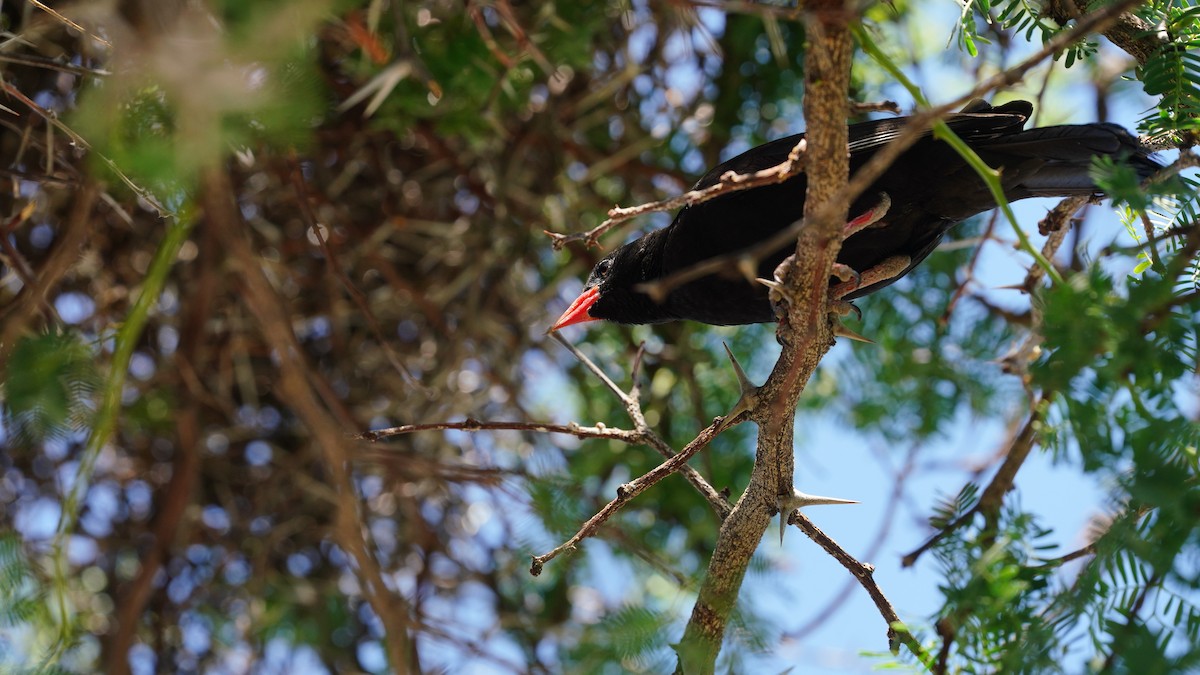 Red-billed Buffalo-Weaver - ML643998037