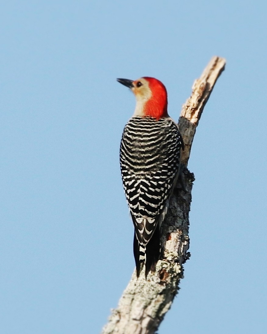 Red-bellied Woodpecker - ML643998051