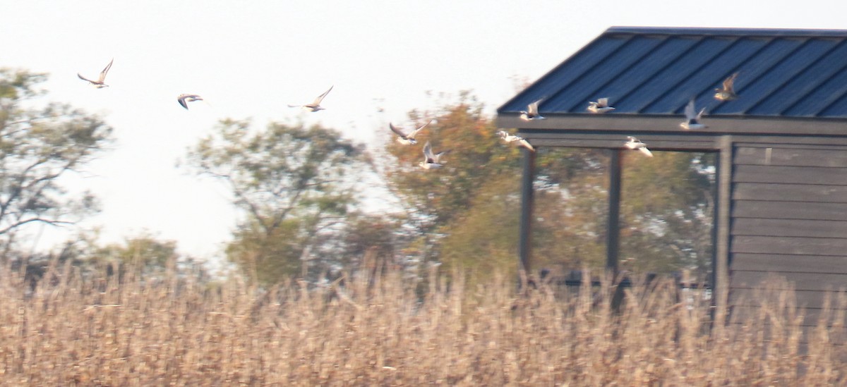 European Golden-Plover - ML643998058