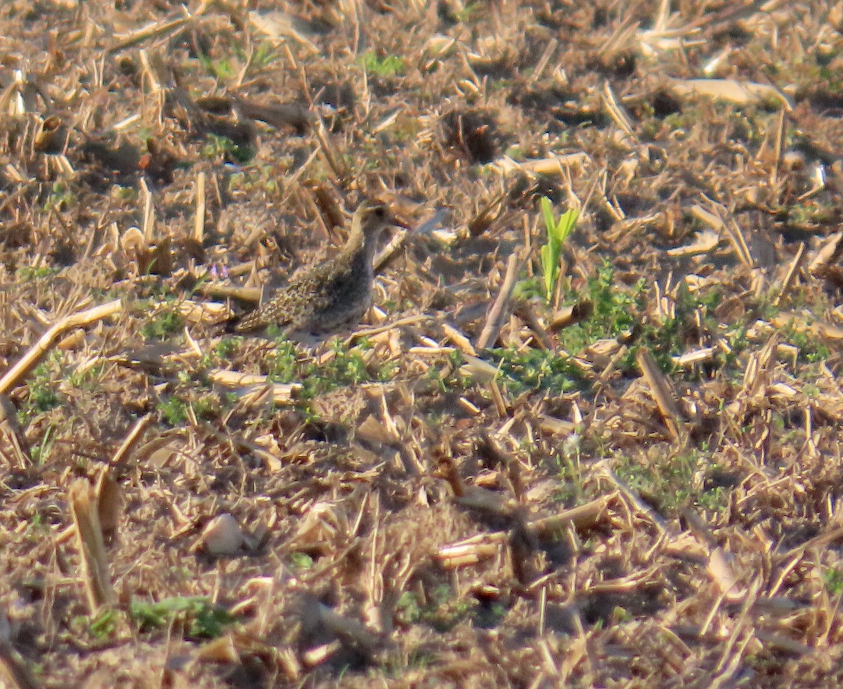 European Golden-Plover - ML643998059