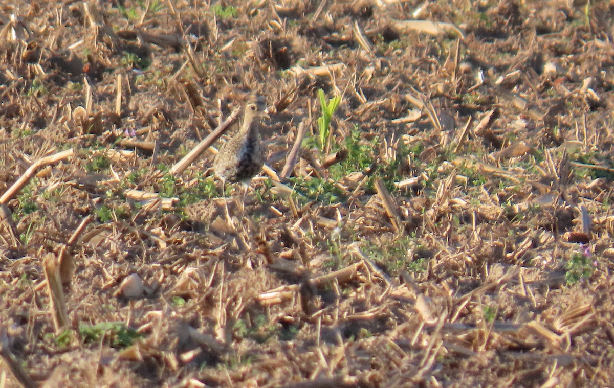 European Golden-Plover - ML643998060