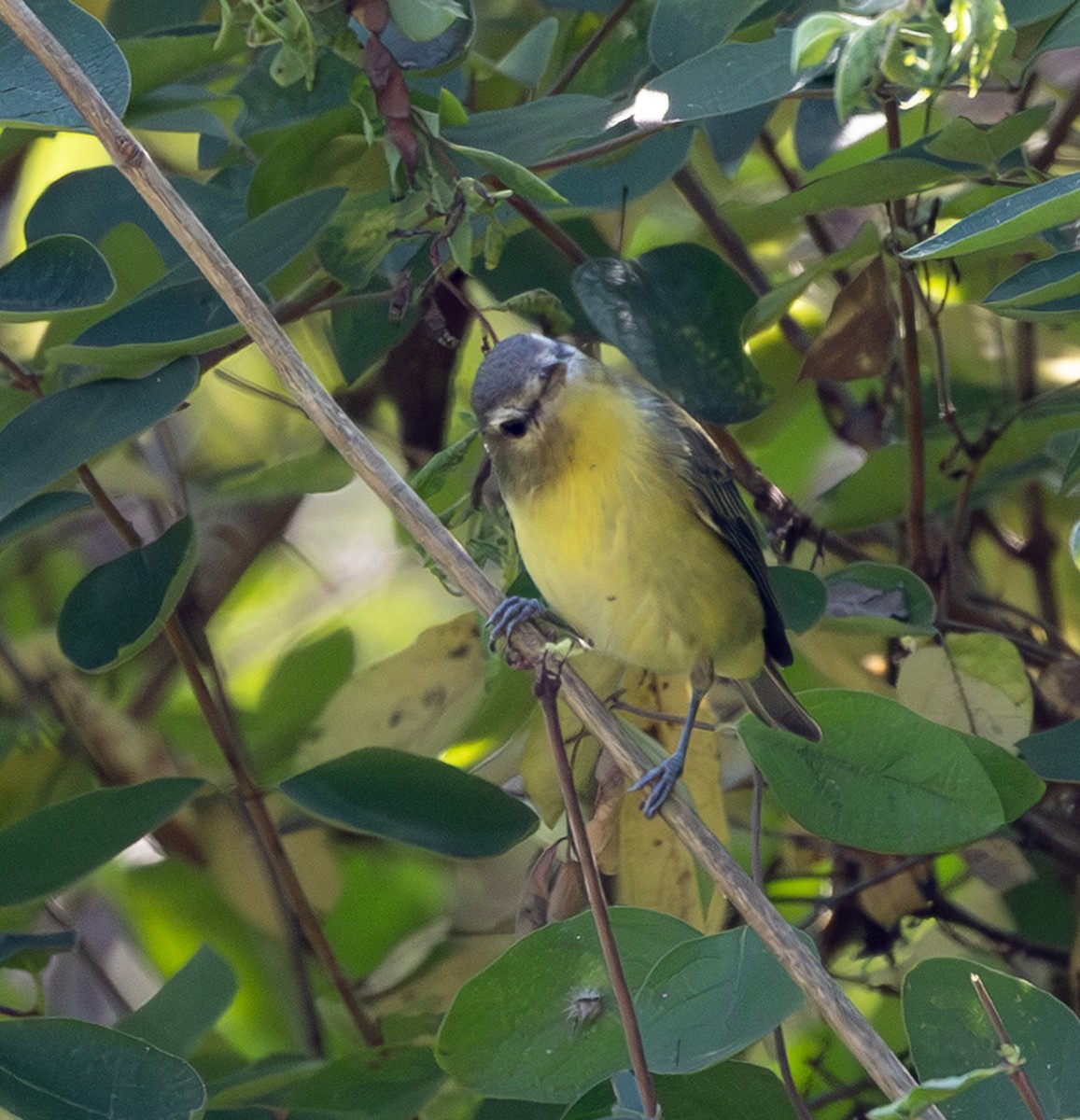 Philadelphia Vireo - ML643998062