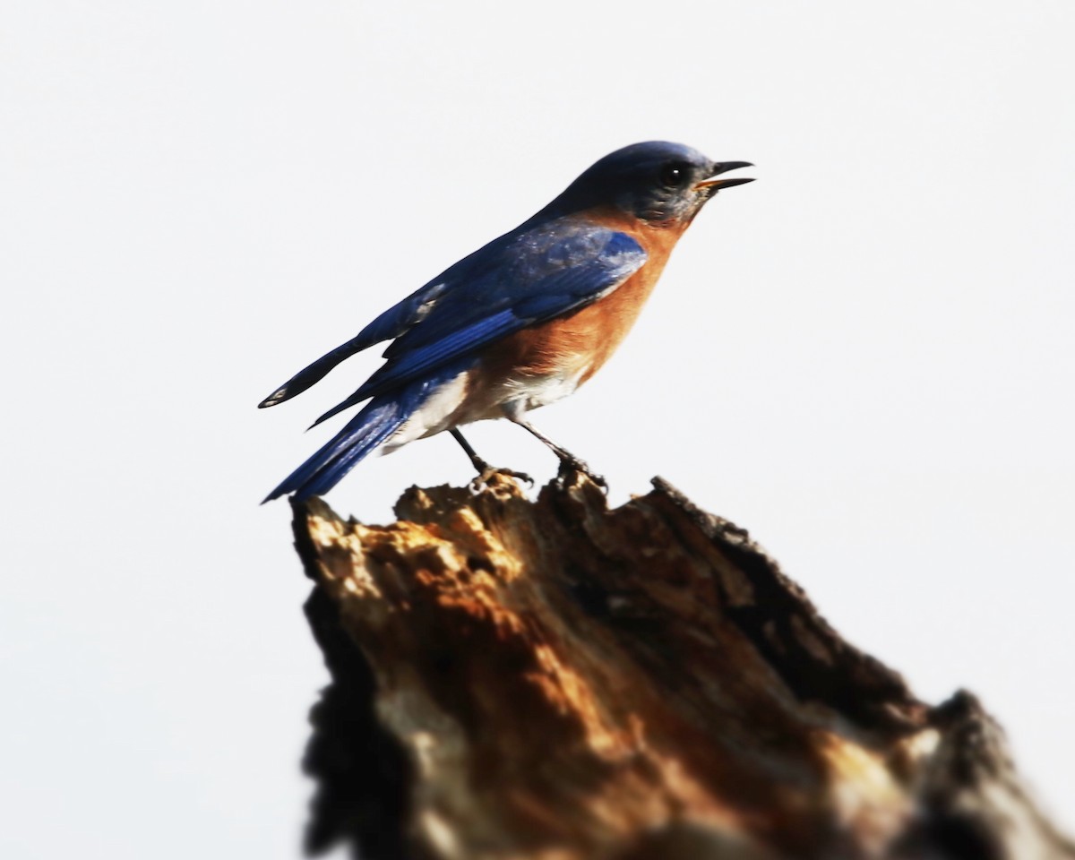 Eastern Bluebird - ML643998097