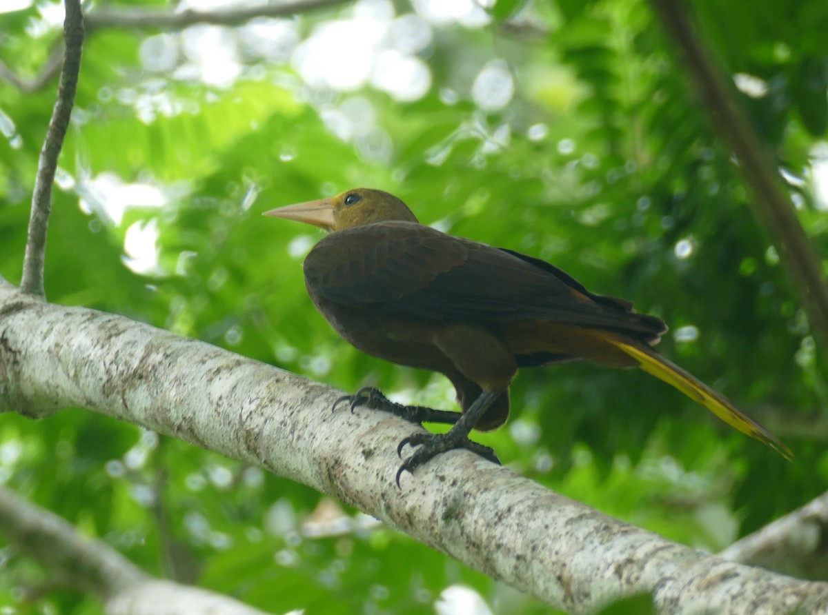 Russet-backed Oropendola (Russet-backed) - ML643998126