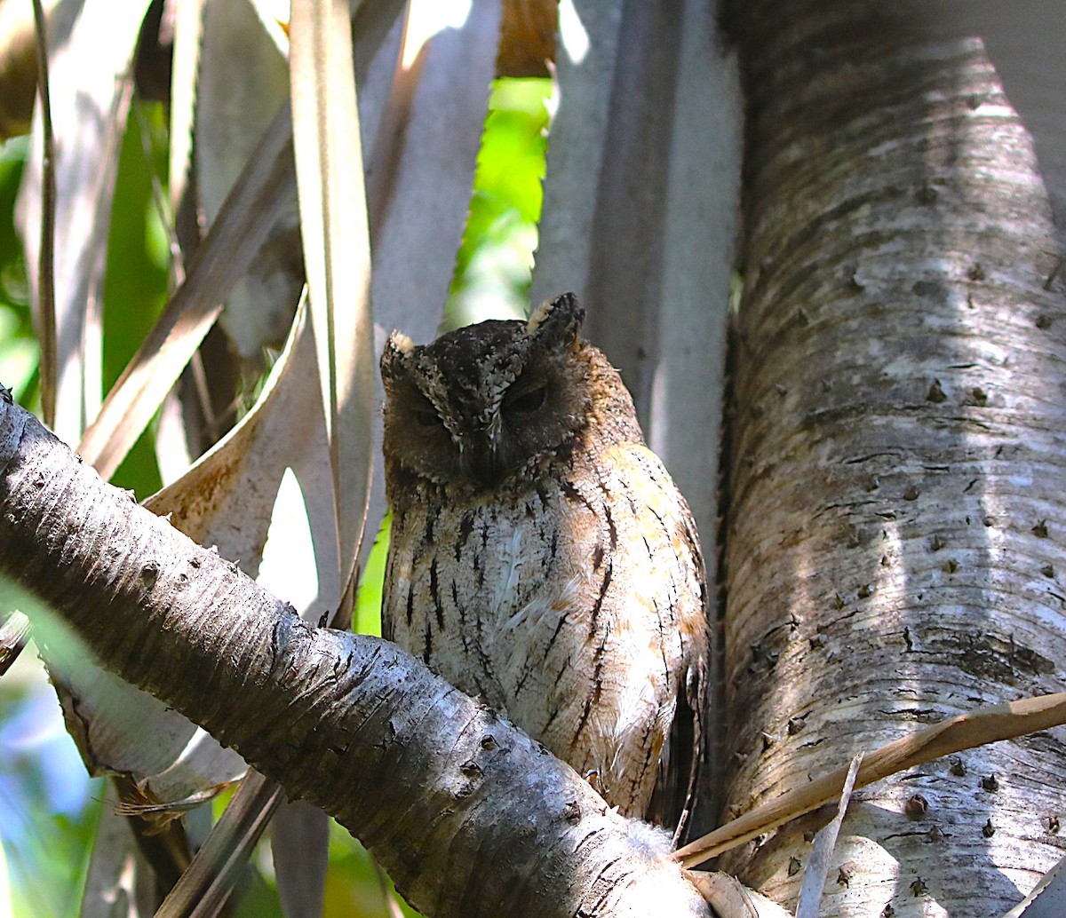 Madagascar Scops-Owl (Torotoroka) - ML643998137