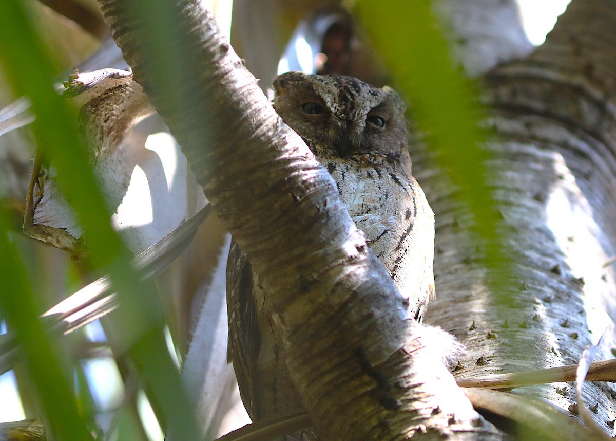 Madagascar Scops-Owl (Torotoroka) - ML643998138