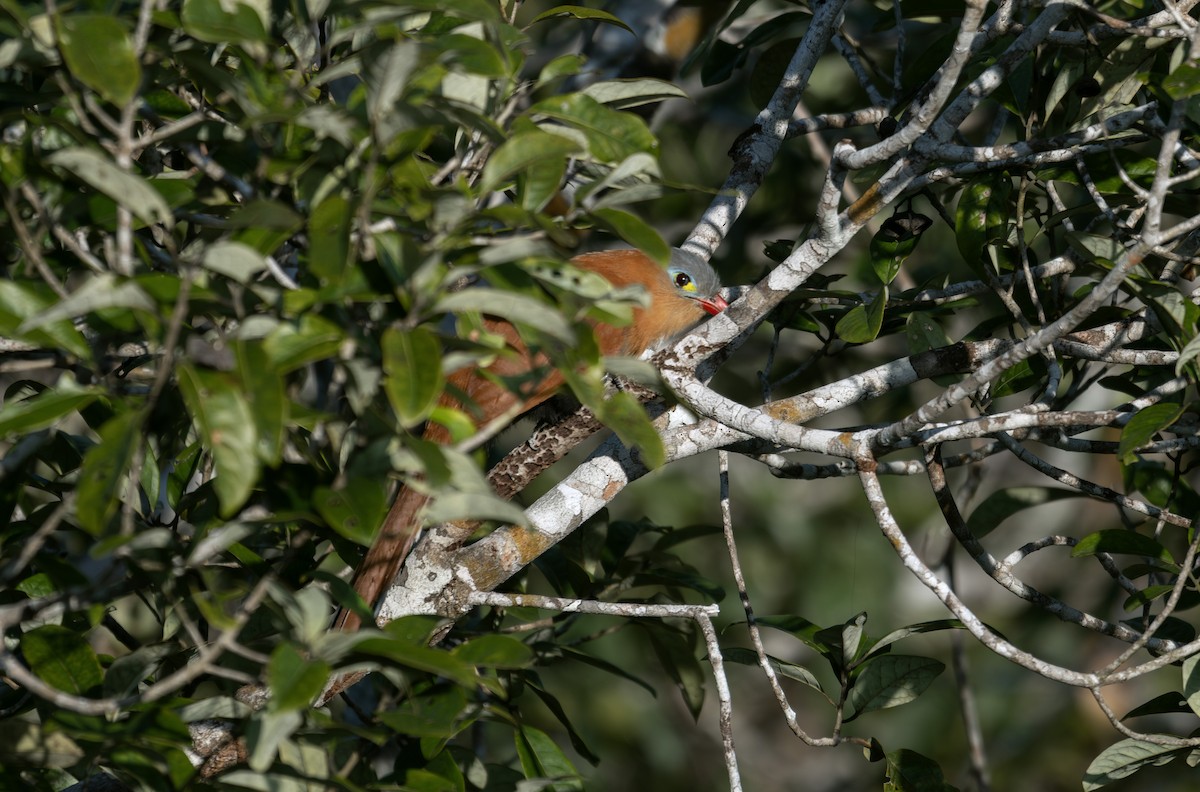 Black-bellied Cuckoo - ML643998144