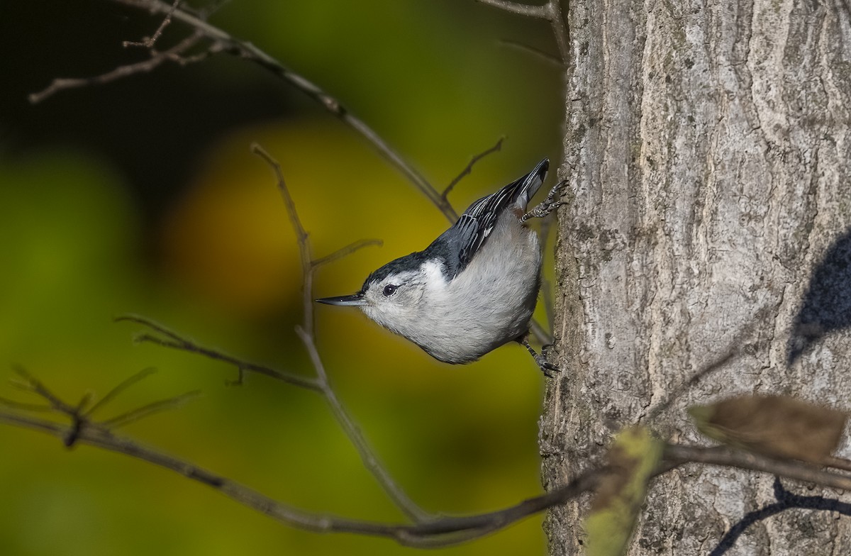 White-breasted Nuthatch - ML643998169