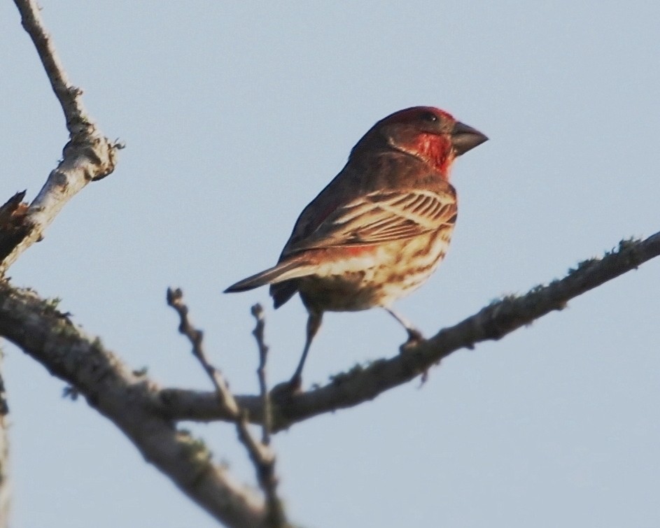 House Finch - ML643998171