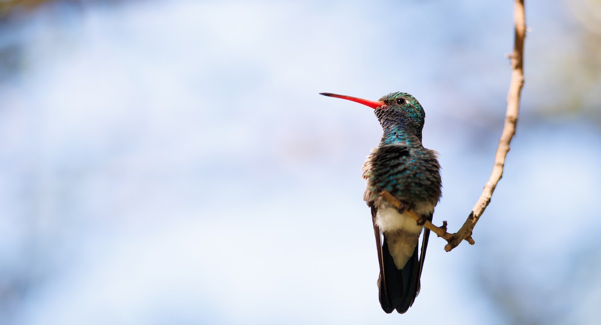 Broad-billed Hummingbird - ML643998183