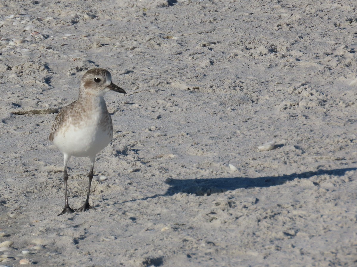 ダイゼン - ML643998204