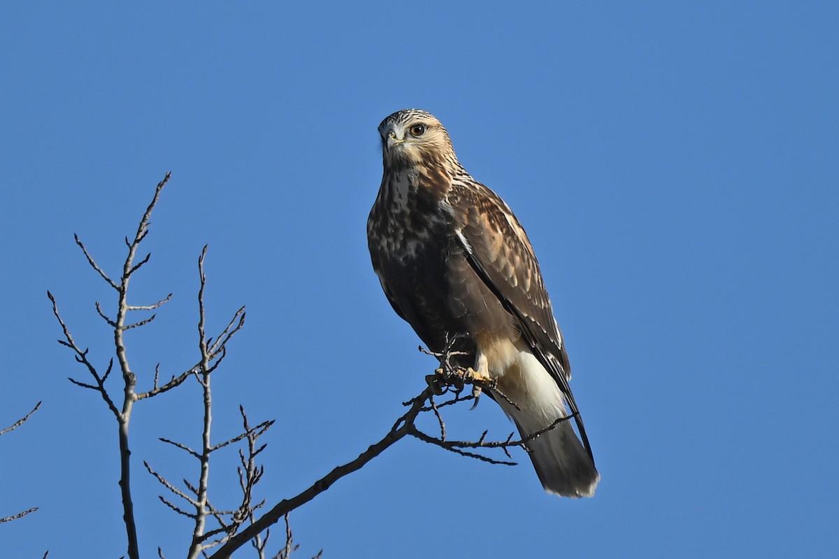Rough-legged Hawk - ML643998205