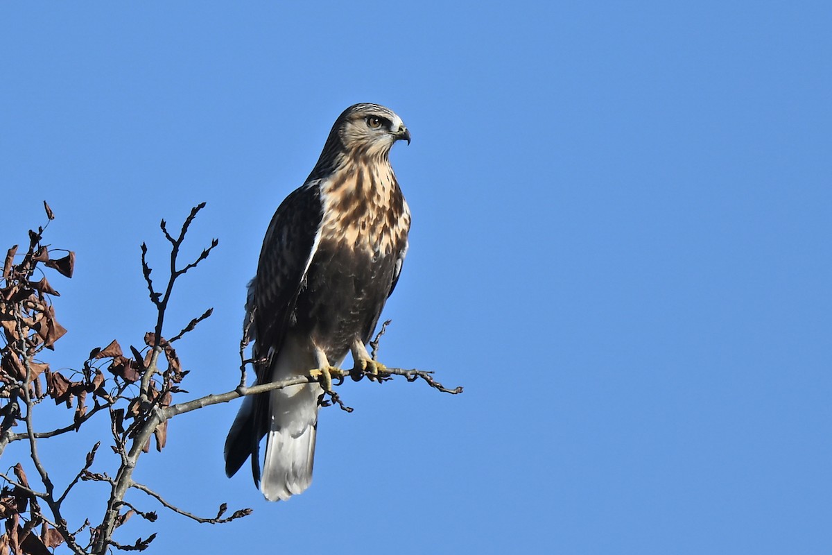 Rough-legged Hawk - ML643998206