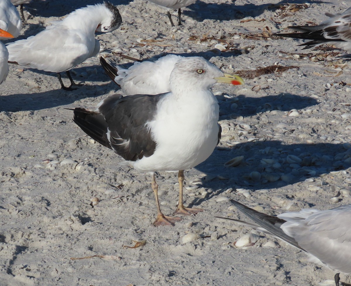 ニシセグロカモメ - ML643998208