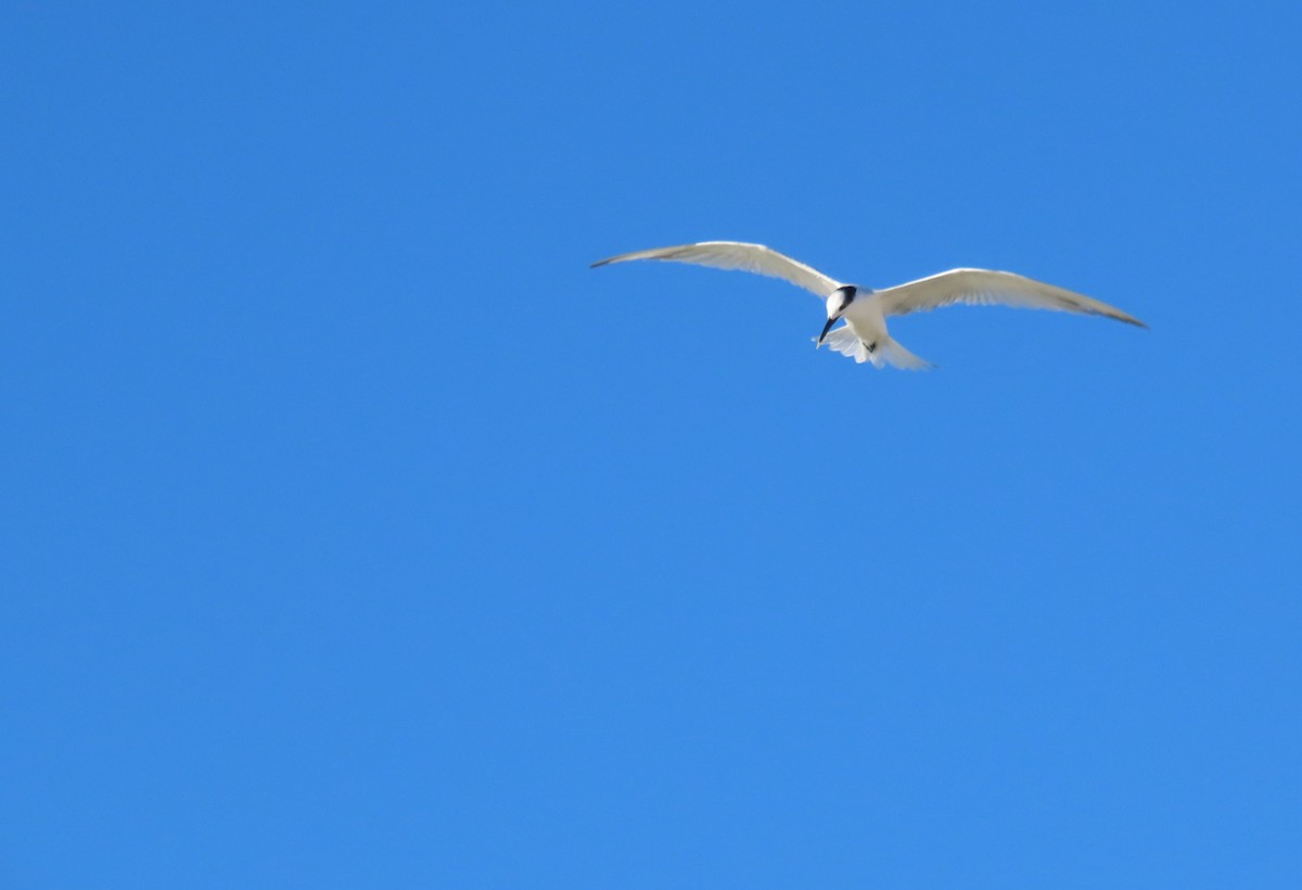 サンドイッチアジサシ - ML643998213