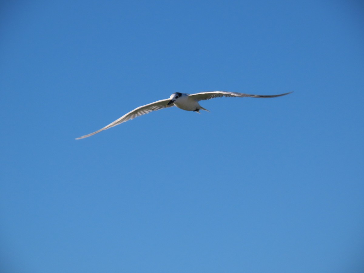 サンドイッチアジサシ - ML643998218