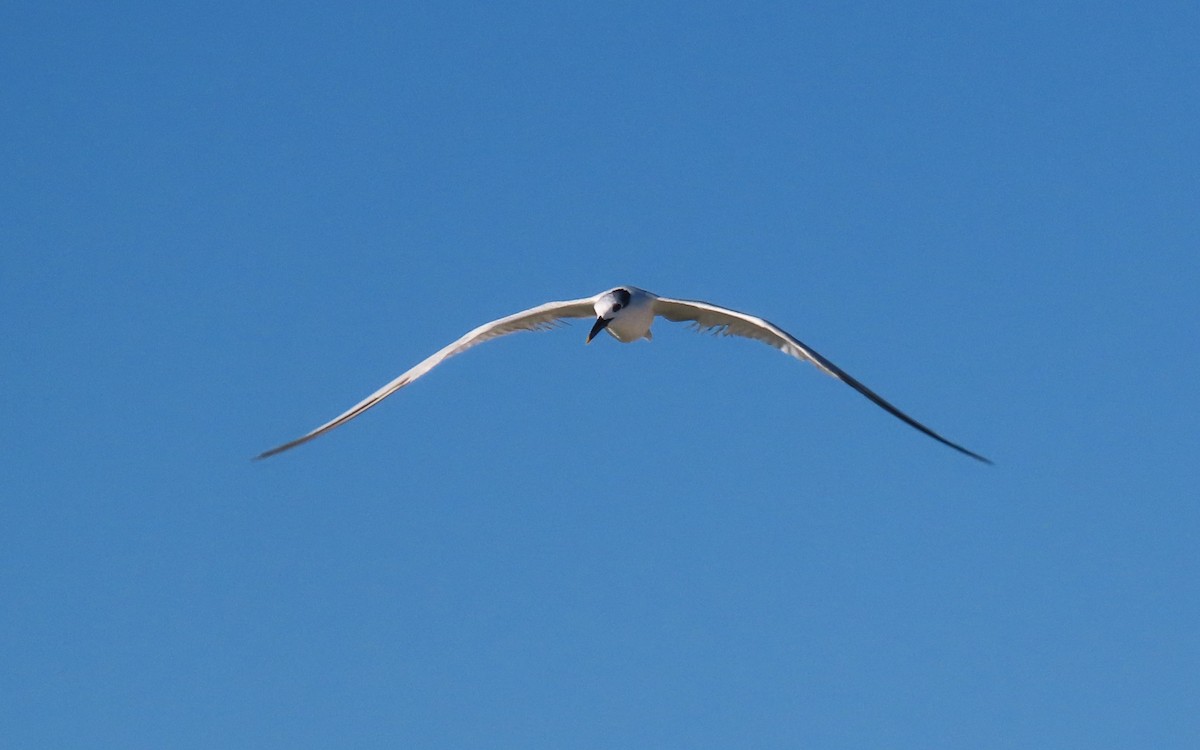 サンドイッチアジサシ - ML643998225