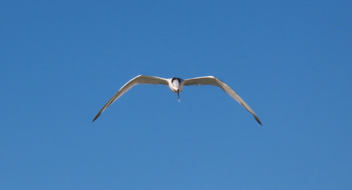 サンドイッチアジサシ - ML643998226