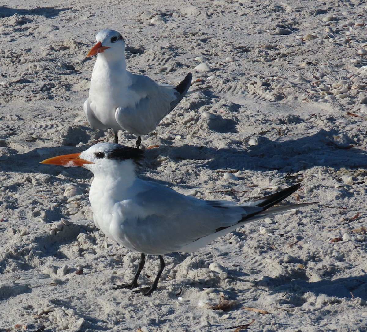 アメリカオオアジサシ - ML643998236