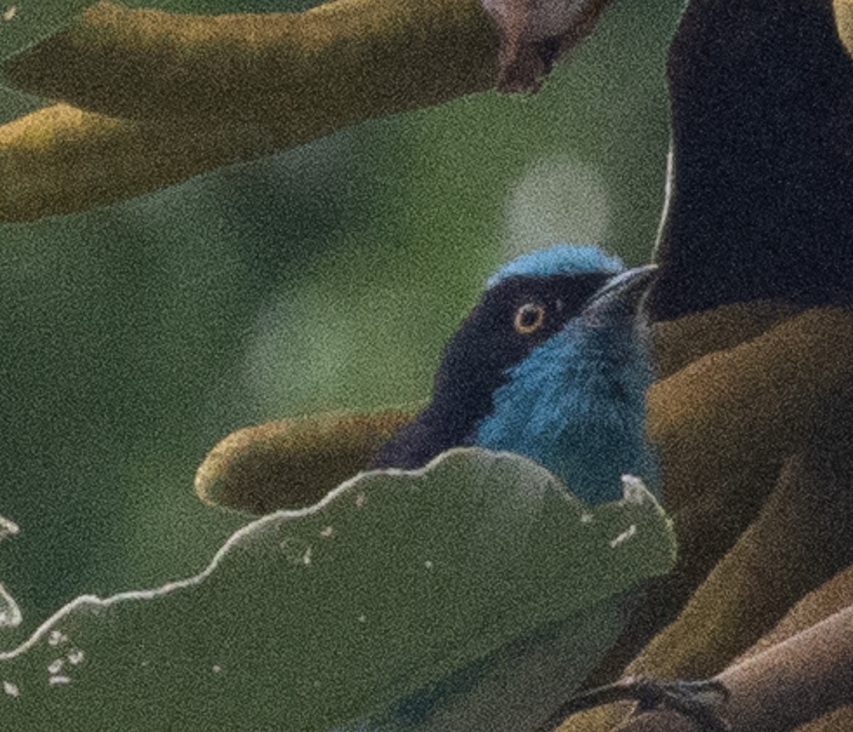 Black-faced Dacnis - ML643998238