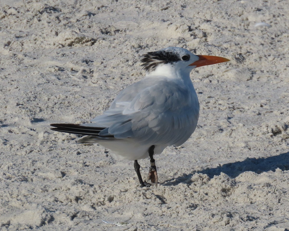 アメリカオオアジサシ - ML643998242