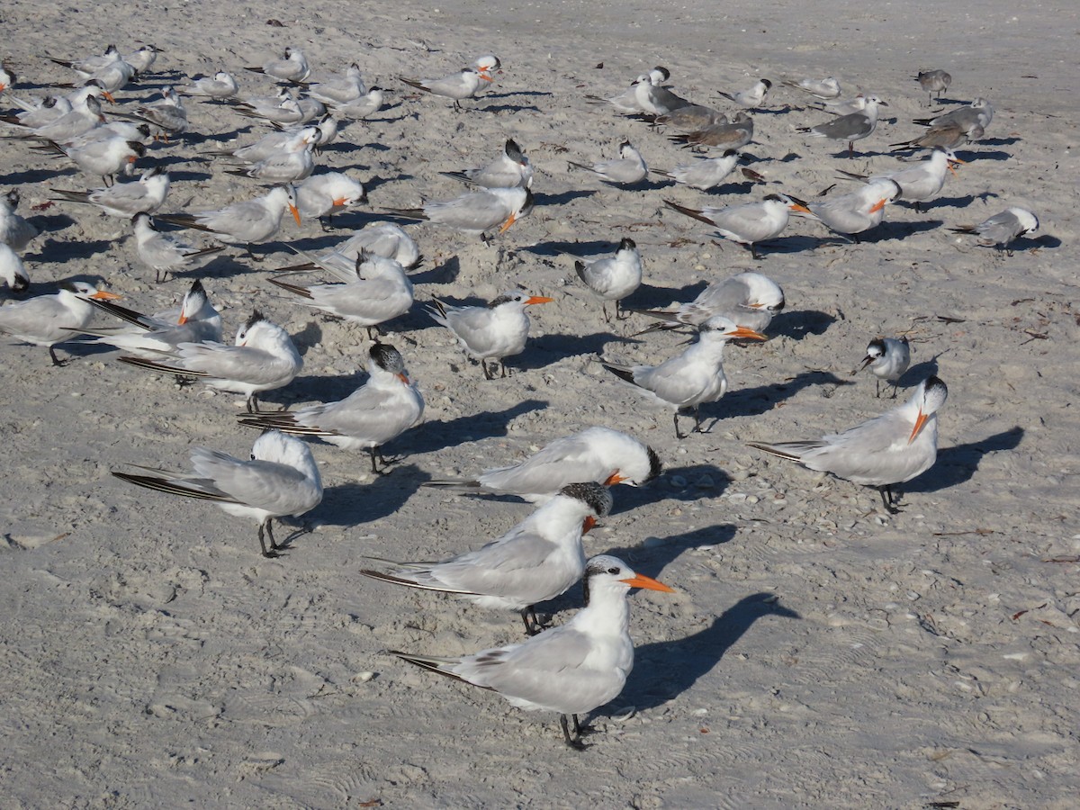 アメリカオオアジサシ - ML643998245