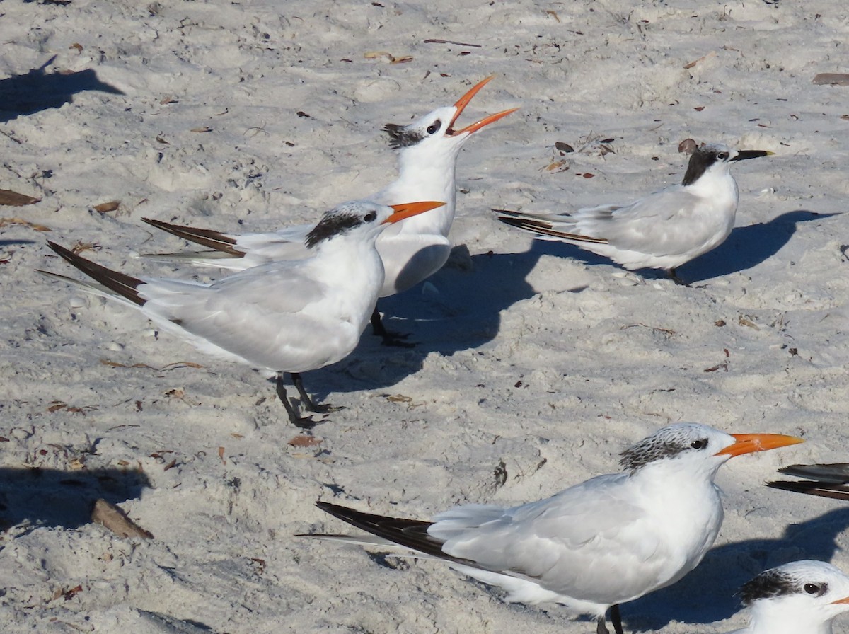 アメリカオオアジサシ - ML643998246