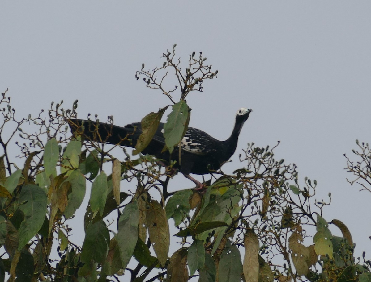 blåstrupehokko - ML643998247