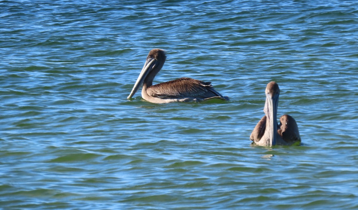 カッショクペリカン - ML643998256