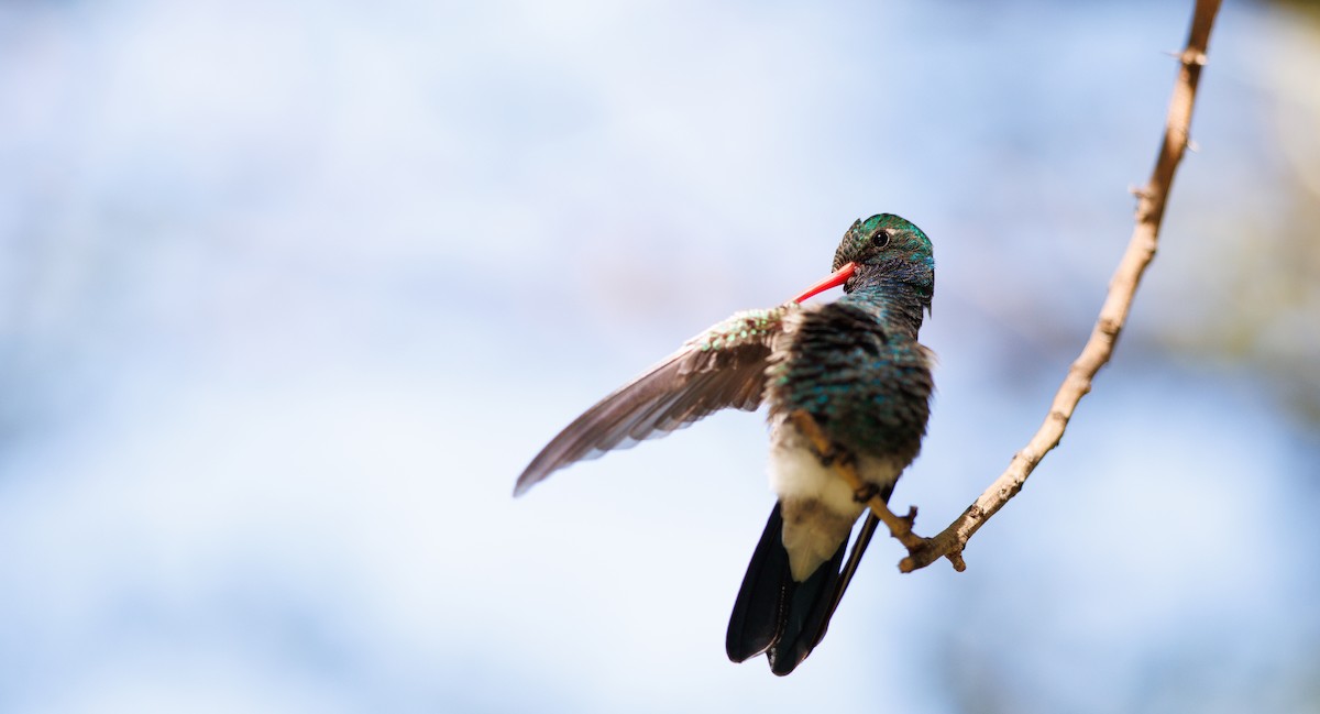 Broad-billed Hummingbird - ML643998265