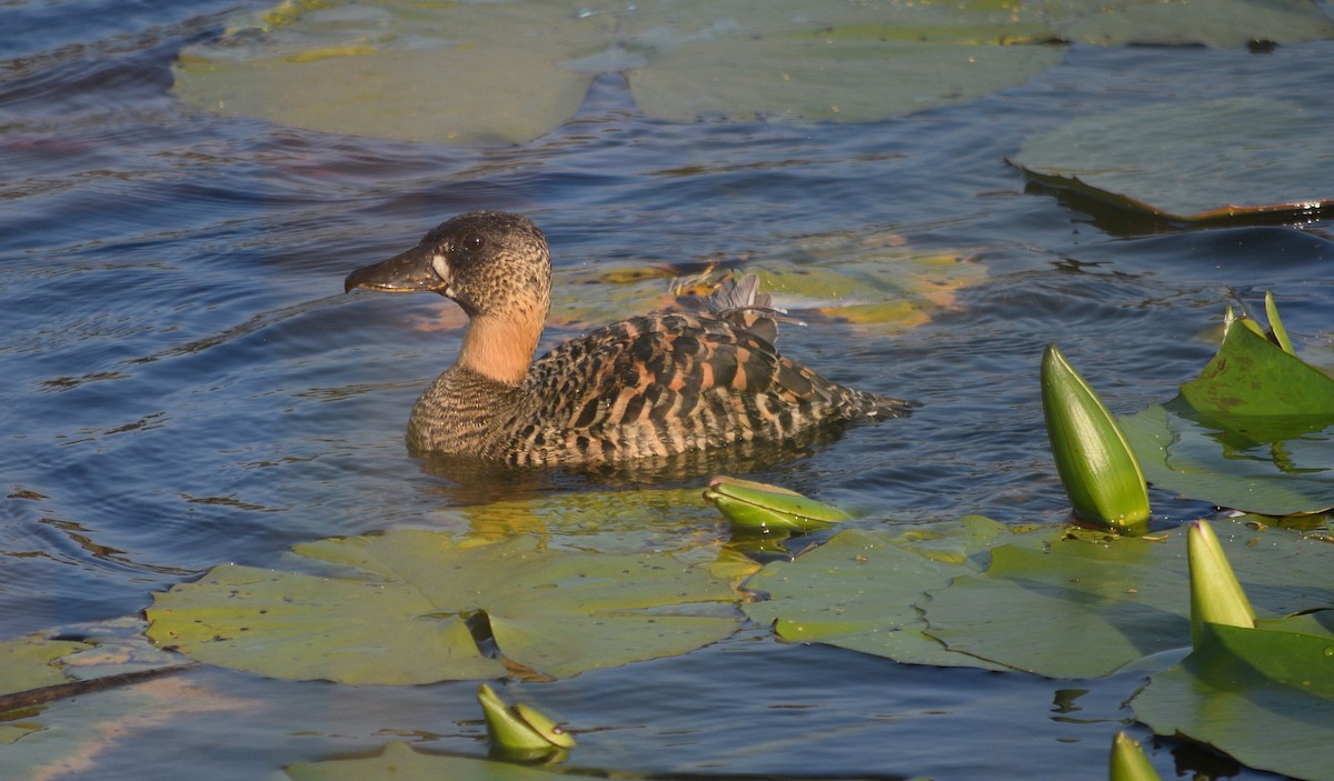 White-backed Duck - ML643998309
