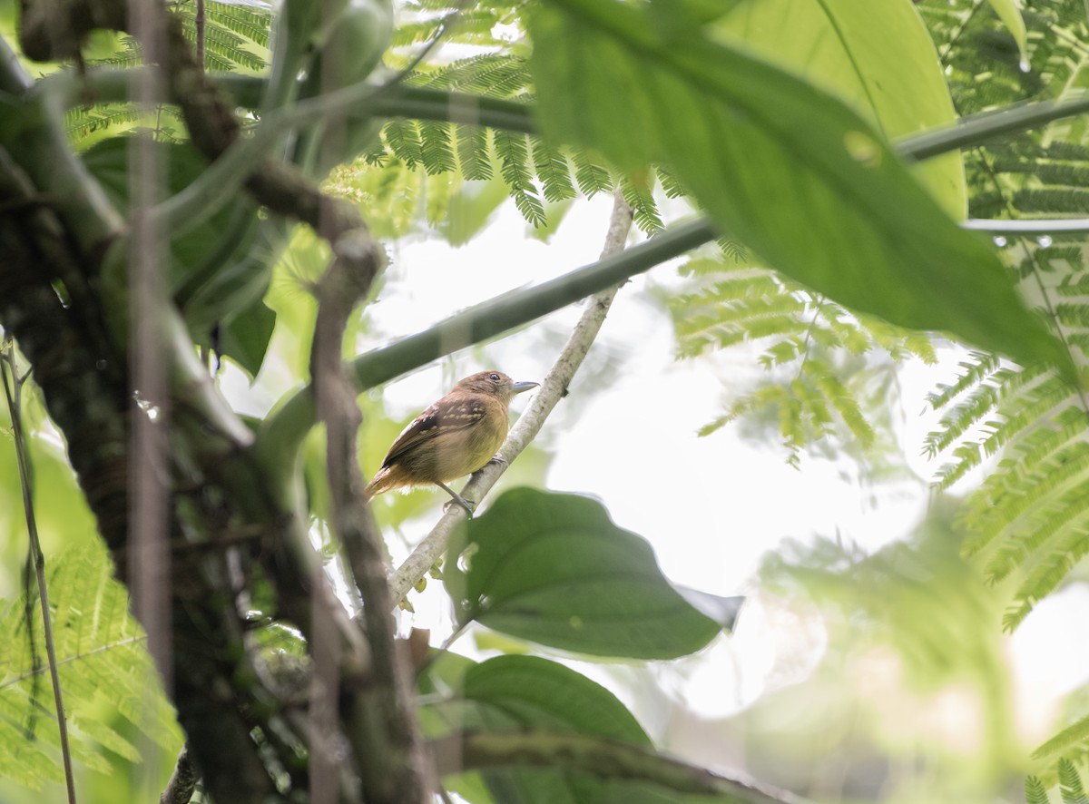Black-crowned Antshrike - ML643998315