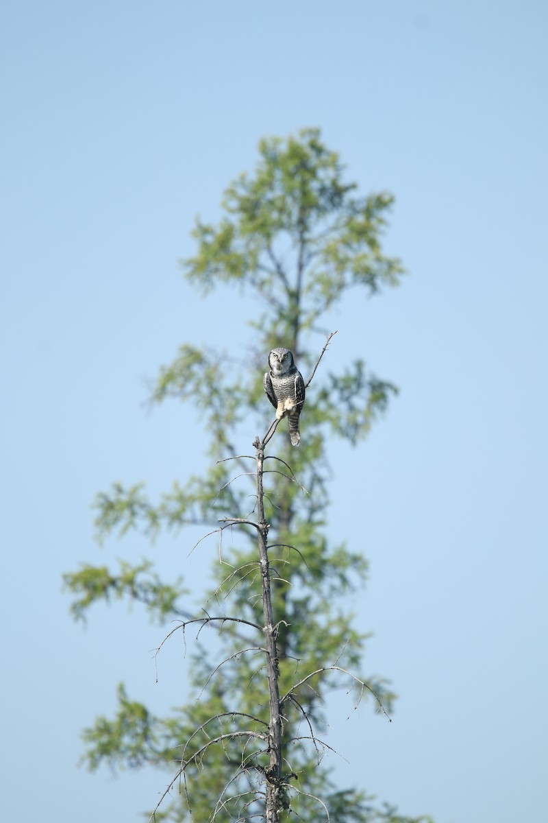 Харсуун ууль - ML643998317