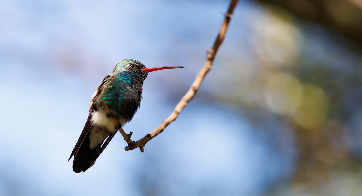 Broad-billed Hummingbird - ML643998318
