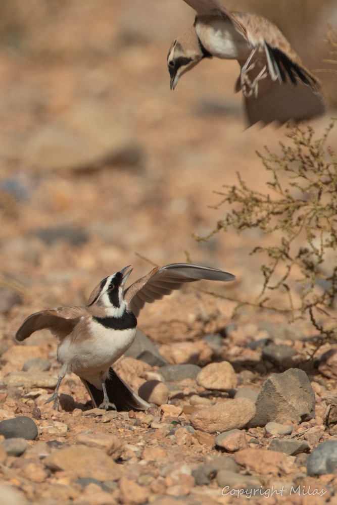 Temminck's Lark - ML643998322